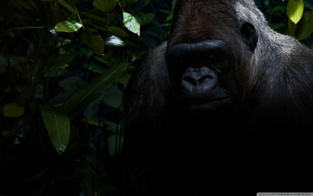 Gorilla forest trees leaves neck free wallpaper - medium preview image
