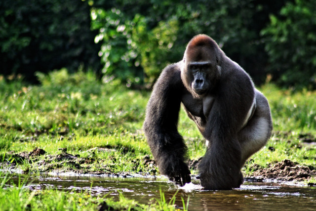 Gorilla standing river back camera free wallpaper - medium preview image