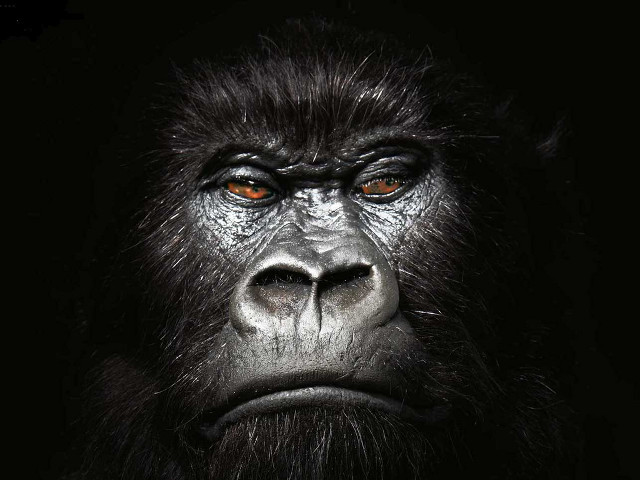 Gorilla big face long beard free wallpaper - medium preview image