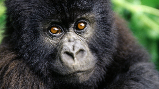 Monkey closeup blurry background leaves free wallpaper - medium preview image