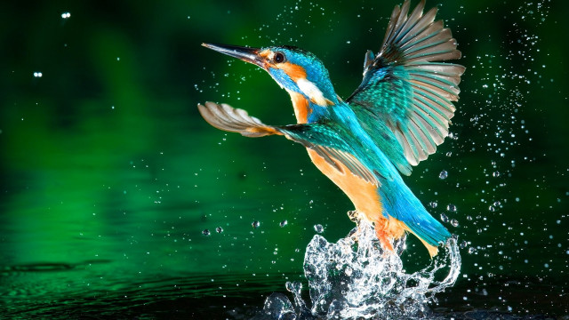 Colorful bird flying water splashing #2 free wallpaper - medium preview image