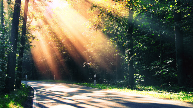 Road light trees street sign free wallpaper - medium preview image
