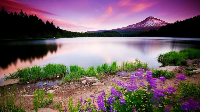 Mountain lake purpleflowers bobross landscape free wallpaper - medium preview image