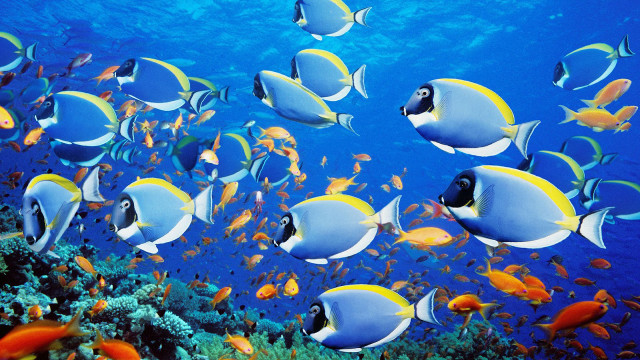 Fish school ocean coral reef free wallpaper - medium preview image