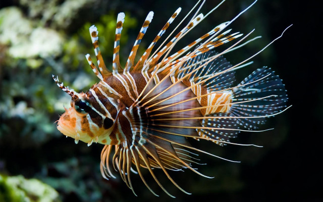 Fish closeup black background green free wallpaper - medium preview image