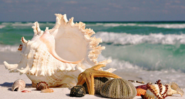 Sea shells beach ocean waves #2 free wallpaper - medium preview image