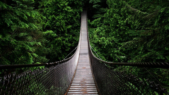 Suspension bridge forest trees walkway #7 free wallpaper - medium preview image