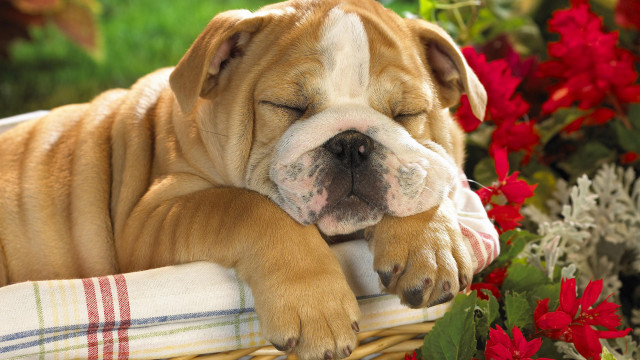 Dog sleeping basket flowers plaid free wallpaper - medium preview image