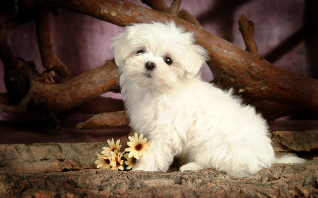 Small white dog flowers log free wallpaper - medium preview image