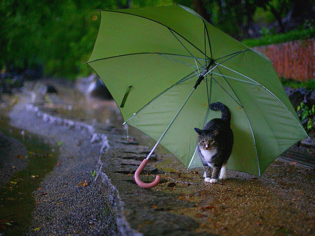 Cat sidewalk umbrella pink handle free wallpaper - medium preview image