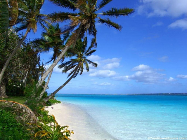 Beach palm trees clear blue free wallpaper - medium preview image