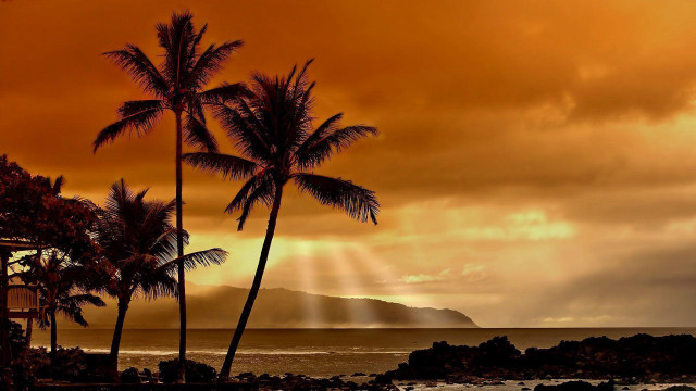 Palm trees beach cloudy sky #2 free wallpaper - medium preview image