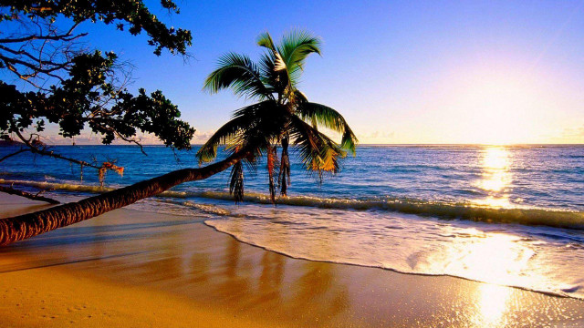 Palm tree beach sunset person free wallpaper - medium preview image