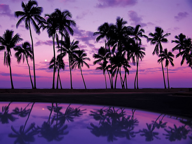 Purple sunset palm trees reflection free wallpaper - medium preview image