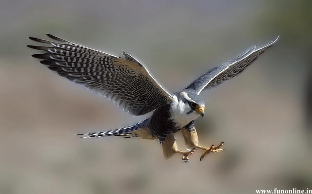 Bird fish flying wings spread free wallpaper - medium preview image