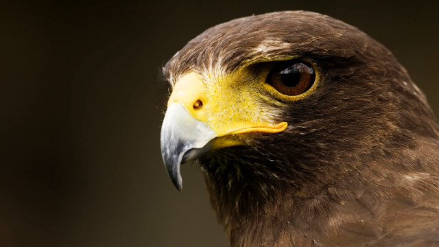 Bird prey yellow beak white free wallpaper - medium preview image