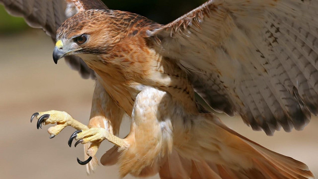 Bird of prey wings spread #2 free wallpaper - medium preview image