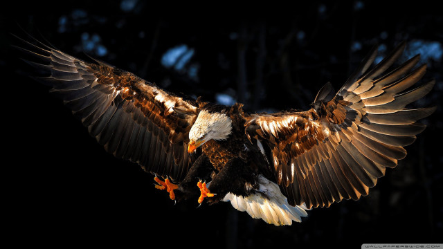 Large bird wings spread air #2 free wallpaper - medium preview image