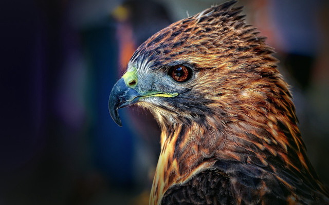 Bird of prey close up #2 free wallpaper - medium preview image