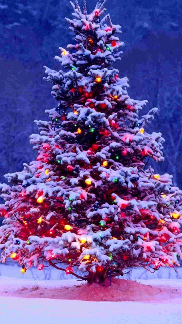 Christmas tree lights snow evening free wallpaper - medium preview image