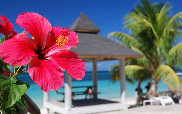 Pink flower vase beach gazebo free wallpaper - medium preview image