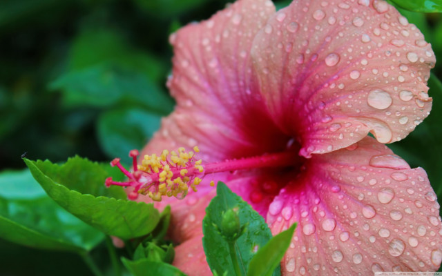 Pink flower water droplets green #7 free wallpaper - medium preview image