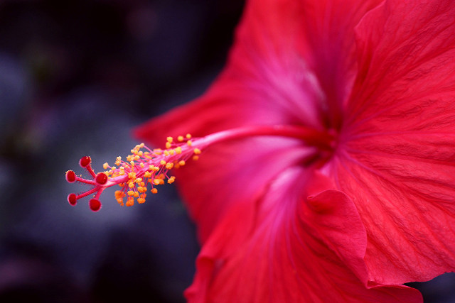 Red flower yellow stamen green #3 free wallpaper - medium preview image