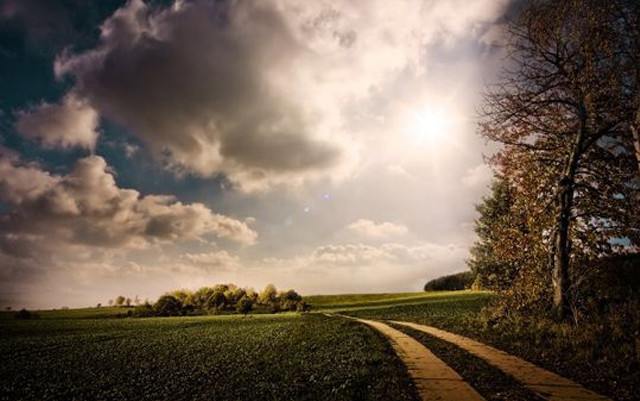 Path tree field cloudy sky free wallpaper - medium preview image