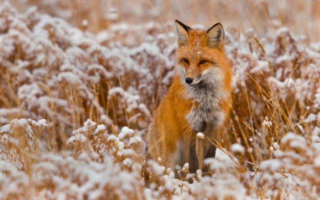 Fox standing field tall grass free wallpaper - medium preview image
