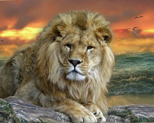 Lion rock sunset sky birds free wallpaper - medium preview image