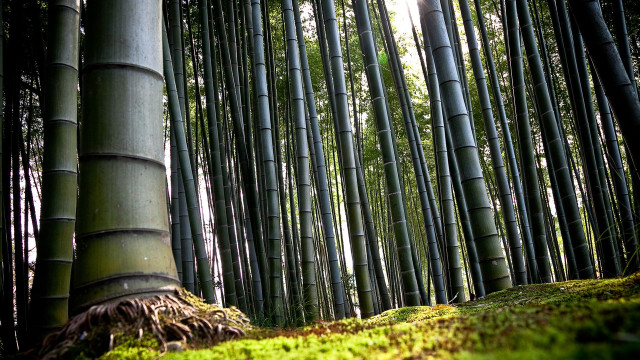 Bamboo forest trees moss growing free wallpaper - medium preview image