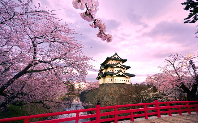 Red bridge castle cherry blossoms free wallpaper - medium preview image