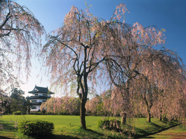 Large tree park pagoda grassy free wallpaper - medium preview image
