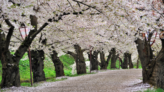 Dirt road trees sign side free wallpaper - medium preview image