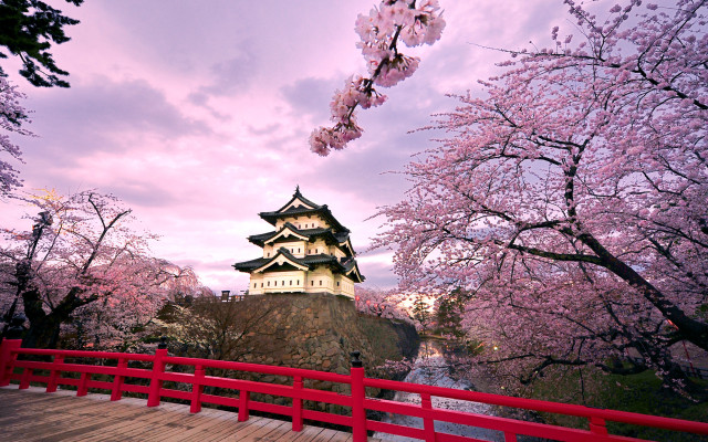 Red bridge castle cherry blossoms #2 free wallpaper - medium preview image