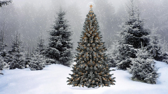 Christmas tree snowy forest star free wallpaper - medium preview image