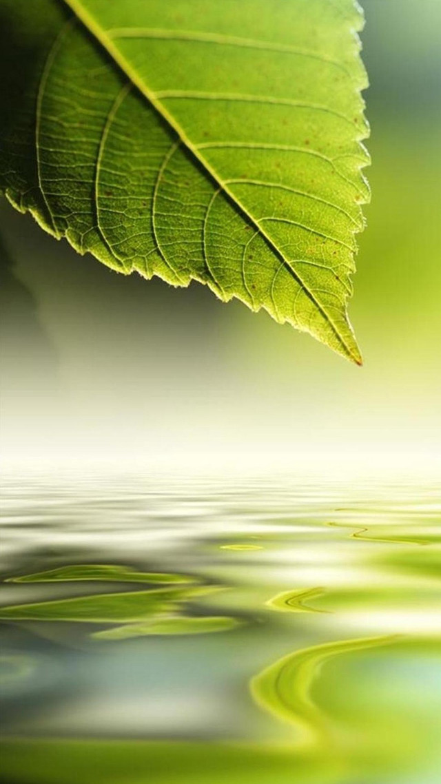 Green leaf floating water blurry free wallpaper - medium preview image