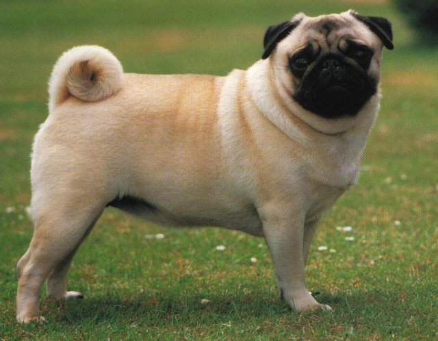 Small pug grassy field frisbee free wallpaper - medium preview image