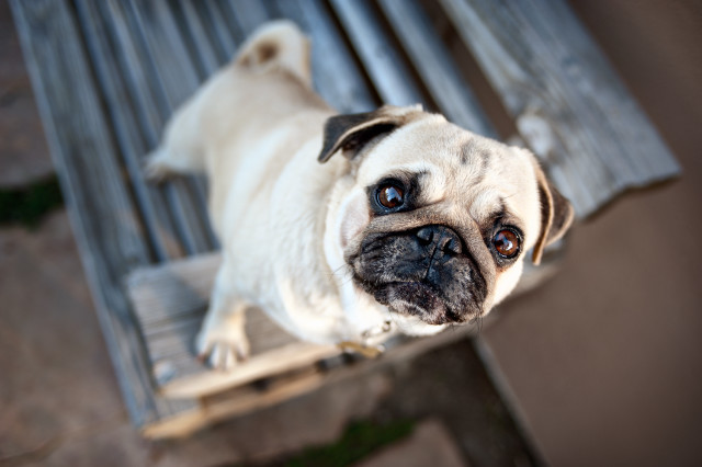 Small pug dog bench sad free wallpaper - medium preview image