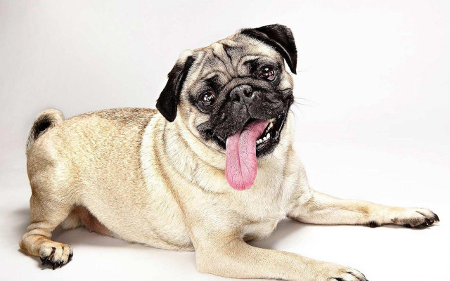 Pug laying down tongue out free wallpaper - medium preview image