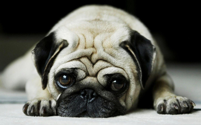 Small pug dog sad looking free wallpaper - medium preview image