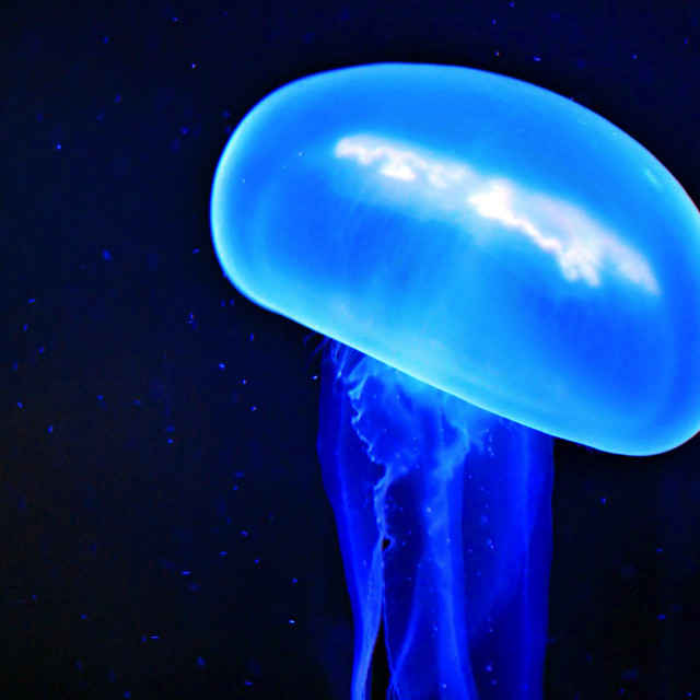 Blue jellyfish night water stars free wallpaper - medium preview image