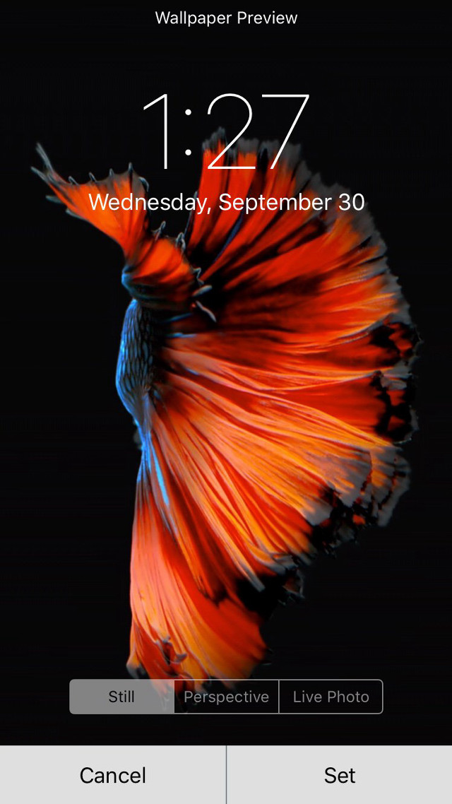 Red blue fish event date free wallpaper - medium preview image