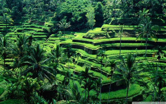 Lush green field trees grass free wallpaper - medium preview image