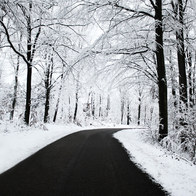 Snowy forest road autumn leaves free wallpaper - medium preview image