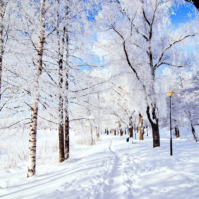 Snowy path trees streetlight blue free wallpaper - medium preview image