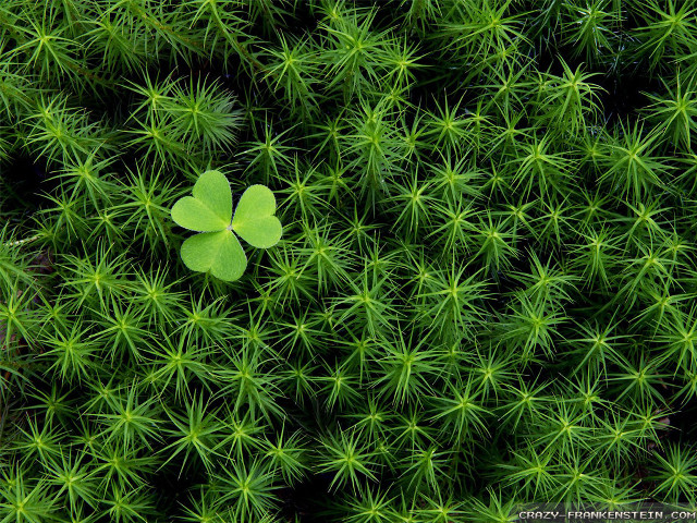 Four leaf clover green plant free wallpaper - medium preview image