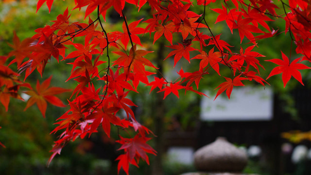 Red tree red leaves background free wallpaper - medium preview image