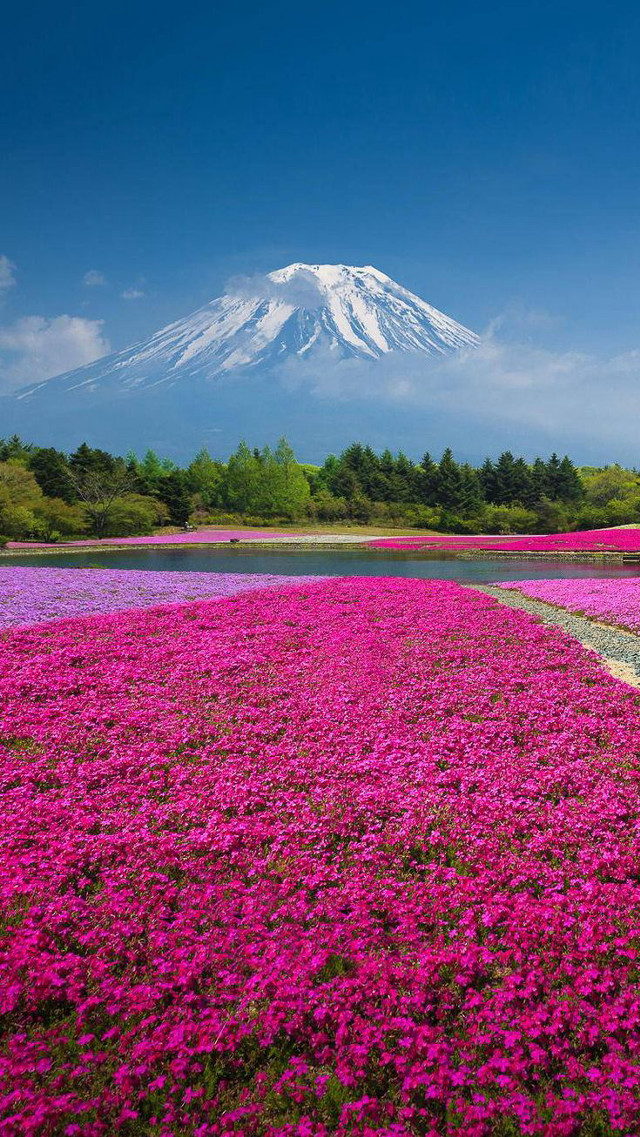 Field flowers mountain blue sky free wallpaper - medium preview image