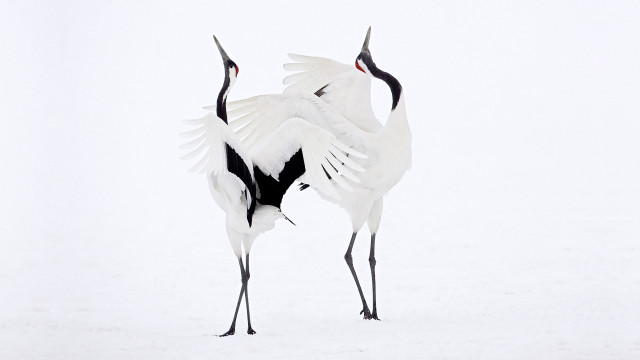 Two birds snow wings spread free wallpaper - medium preview image